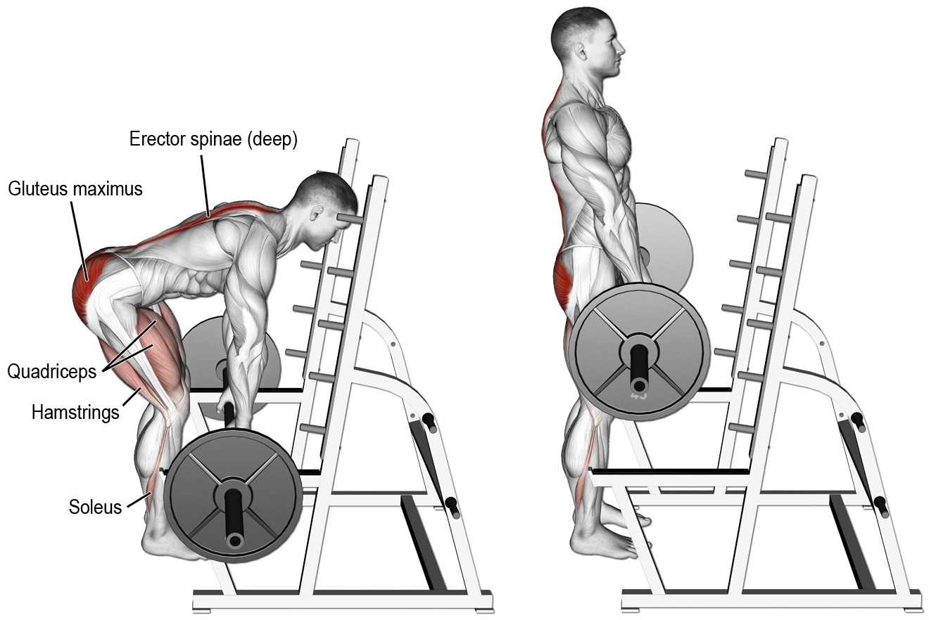 What are Rack Pulls and How Effective Are They? Gain Back Mass Grow